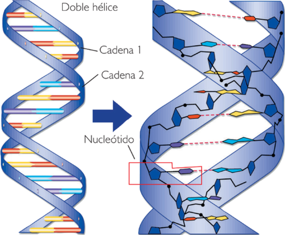 ¿Qué Fue El Descubrimiento De La Estructura Del Adn En Forma De Doble ...