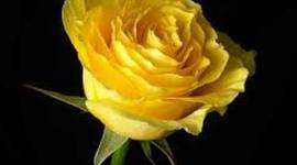 Timeline: My life as an american immigrant