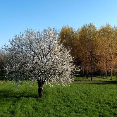 Timeline: Ancient Trees in the European partner countries