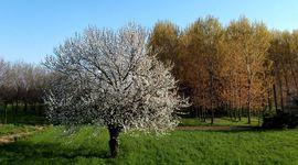 Timeline: Ancient Trees in the European partner countries