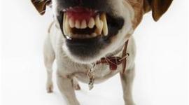 Timeline: Fertilizacion in vitro en CR - La Negativa