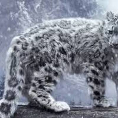 Timeline: snow lepard