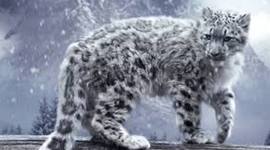 Timeline: snow lepard