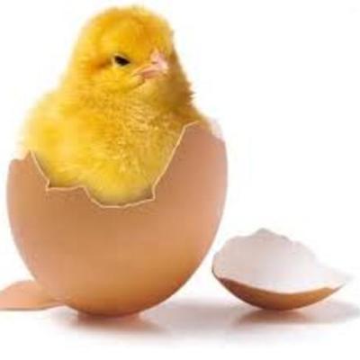 Timeline: Get ready for Easter!