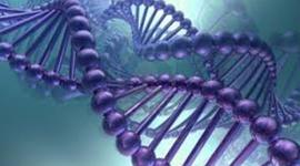 Timeline: Cronograma del ADN