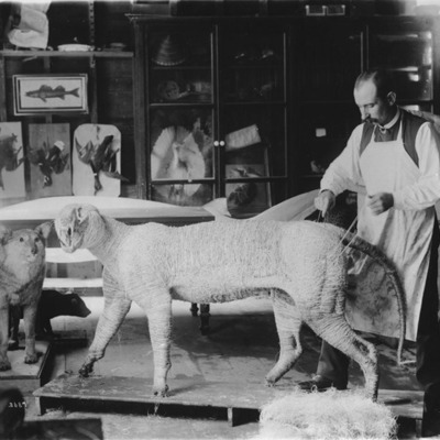 Timeline: The Life of William Temple Hornaday