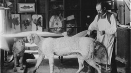 Timeline: The Life of William Temple Hornaday