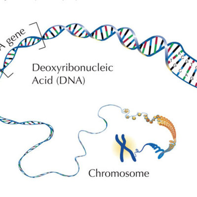 Timeline: Discoveries of DNA structure, Chromosome Theory and Inheritance of Characteristics