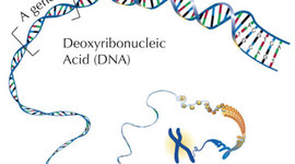 Timeline: Discoveries of DNA structure, Chromosome Theory and Inheritance of Characteristics