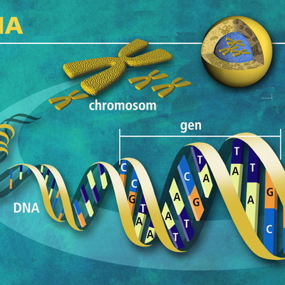 Timeline: los principales acontecimientos del DNA