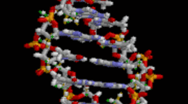 Timeline: Principales acontecimientos del DNA
