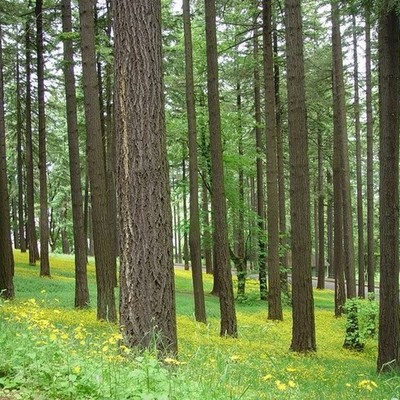 Timeline: The Evolution of Environmental Policies in the United States