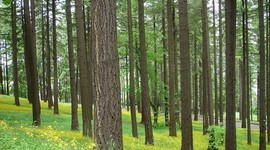 Timeline: The Evolution of Environmental Policies in the United States