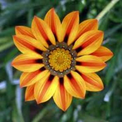 Timeline: Chu Chu Bing immigration timeline