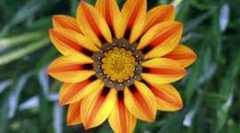 Timeline: Chu Chu Bing immigration timeline