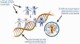 Timeline: Historia del DNA