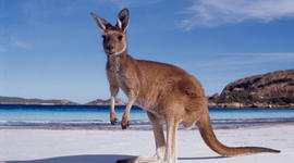 Timeline: History of Australia