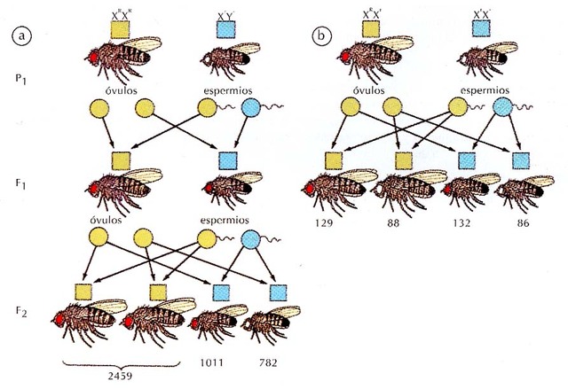 Principales acontecimientos del DNA timeline | Timetoast timelines