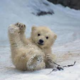 Baby polar bear