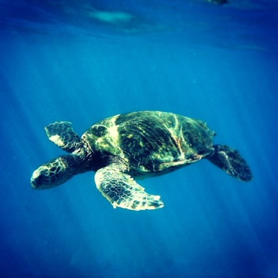 Timeline: Calc BC Journal