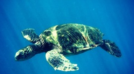 Timeline: Calc BC Journal