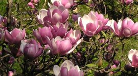 Timeline: Early Thinkers