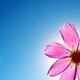Pinkflower against blue sky