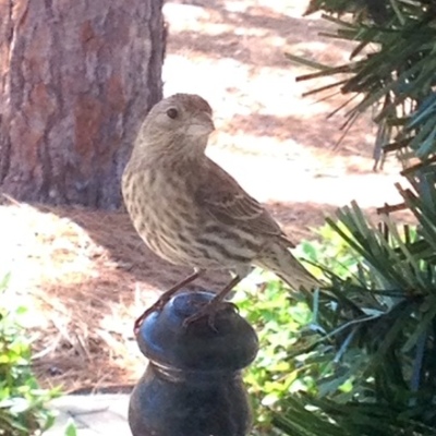Timeline: House Finch nest