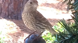 Timeline: House Finch nest