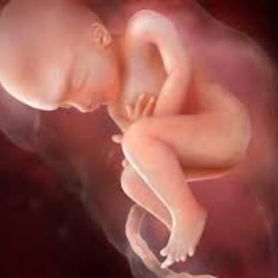 Timeline: Fetal Development