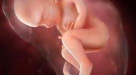Timeline: Fetal Development