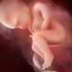Fetal development