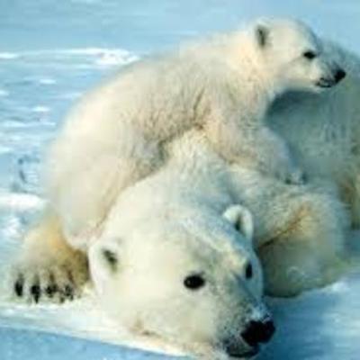 Timeline: polar bears