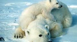 Timeline: polar bears
