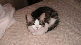 Timeline: El día terrible de Penelope