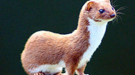 Timeline: Kursuse ePortfoolio