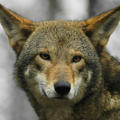 Timeline: Red Wolf