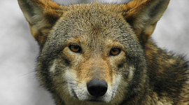 Timeline: Red Wolf