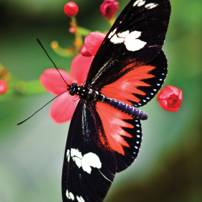 Timeline: From Cacoon to the Sky