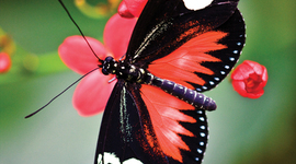 Timeline: From Cacoon to the Sky