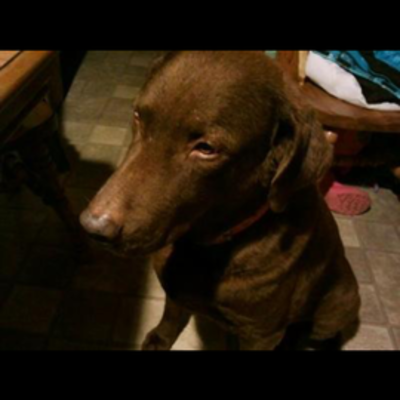 Timeline: La vida de Zeke