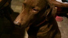 Timeline: La vida de Zeke