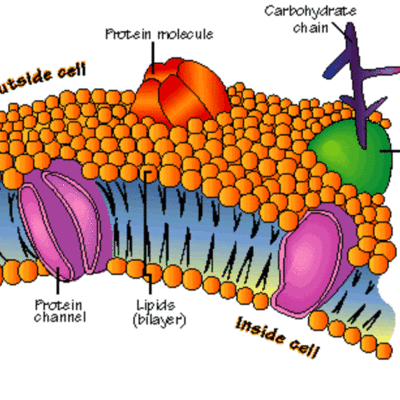 Timeline: History of the Theoretical Models of the Cell Membrane