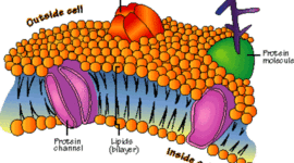 Timeline: History of the Theoretical Models of the Cell Membrane