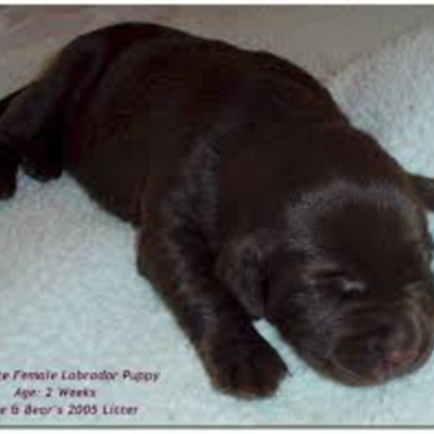 Timeline: La vida del labratorio del chocolate