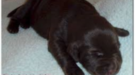 Timeline: La vida del labratorio del chocolate