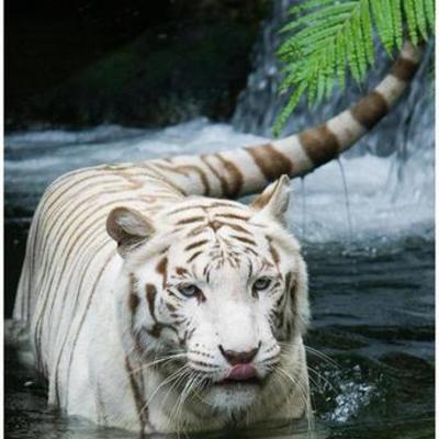Timeline: What Men Made White Tigers Do