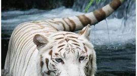 Timeline: What Men Made White Tigers Do