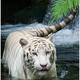 1234194382 white tiger2