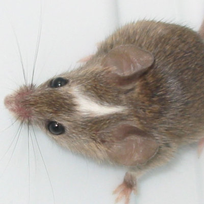 Timeline: Body Farm 2014: Three Blind Mice